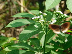 Euploea climena