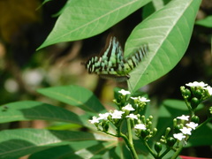 Graphium agamemnon
