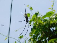 Nephila pilipes
