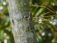 Draco volans