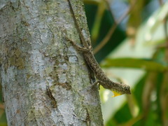 Draco volans