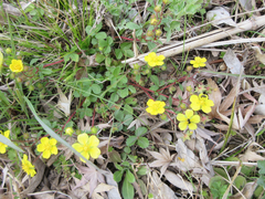 Potentilla fragarioides