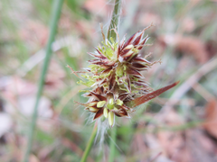 Luzula capitata