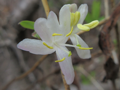 Lonicera harae