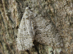 Trichopteryx grisearia