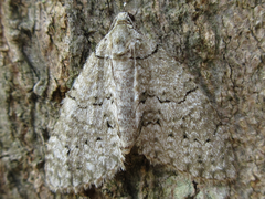 Trichopteryx grisearia