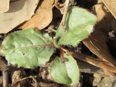 Koenigia alpina