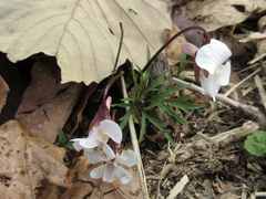 Viola chaerophylloides
