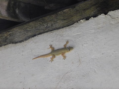 Hemidactylus platyurus