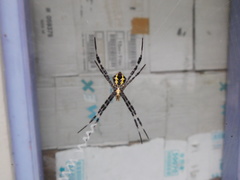 Argiope
