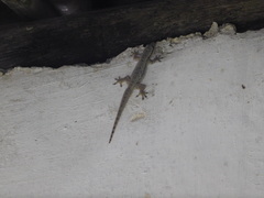 Hemidactylus platyurus