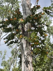 Dendrophthoe homoplastica