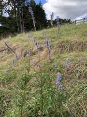 Salvia uliginosa