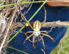 Argiope bullocki