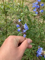 Salvia uliginosa