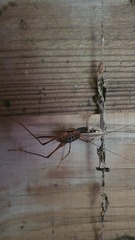 Pachyrhamma acanthocerum