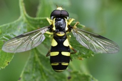 Xanthogramma stackelbergi