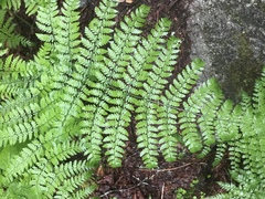 Dryopteris intermedia