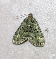 Austrocidaria callichlora