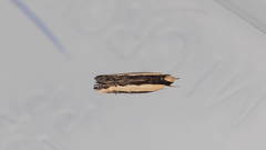 Ardozyga catarrhacta