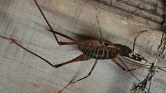 Pachyrhamma acanthocerum