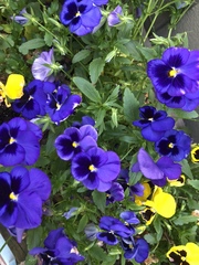 Viola × wittrockiana