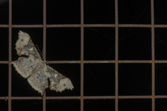 Krananda semihyalina