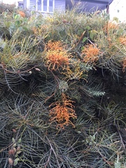 Grevillia