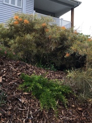 Grevillia