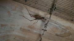 Pachyrhamma acanthocerum