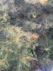 Grevillia