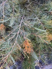 Grevillia