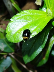 Morphosphaera chrysomeloides