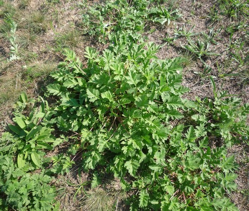 Erodium ruthenicum (Erodium ruthenicum)