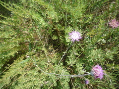 Jurinea salicifolia