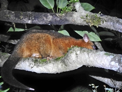 Trichosurus johnstonii