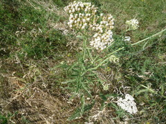 Achillea pannonica
