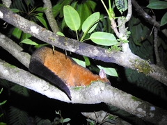 Trichosurus johnstonii