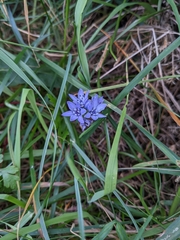 Scilla verna