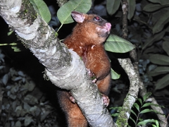 Trichosurus johnstonii