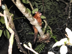 Trichosurus johnstonii