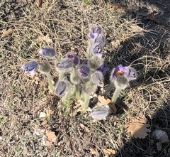 Pulsatilla grandis