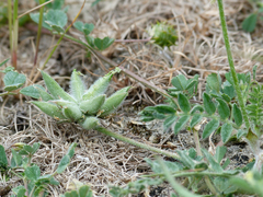 Astragalus stella