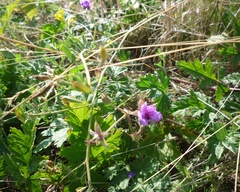 Erodium ruthenicum