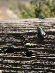 Chrysura