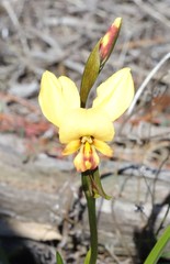 Diuris hazeliae