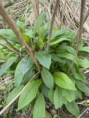 Plutella porrectella