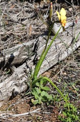 Diuris hazeliae