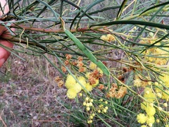 Acacia subulata