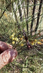 Acacia subulata